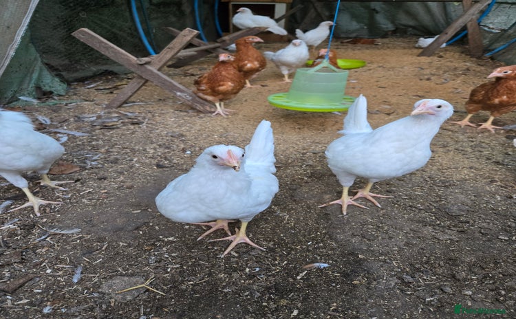 Chickens poultry Whitestars and Bovan Browns  - Advert 2