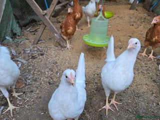 Chickens poultry Whitestars and Bovan Browns - Advert 4