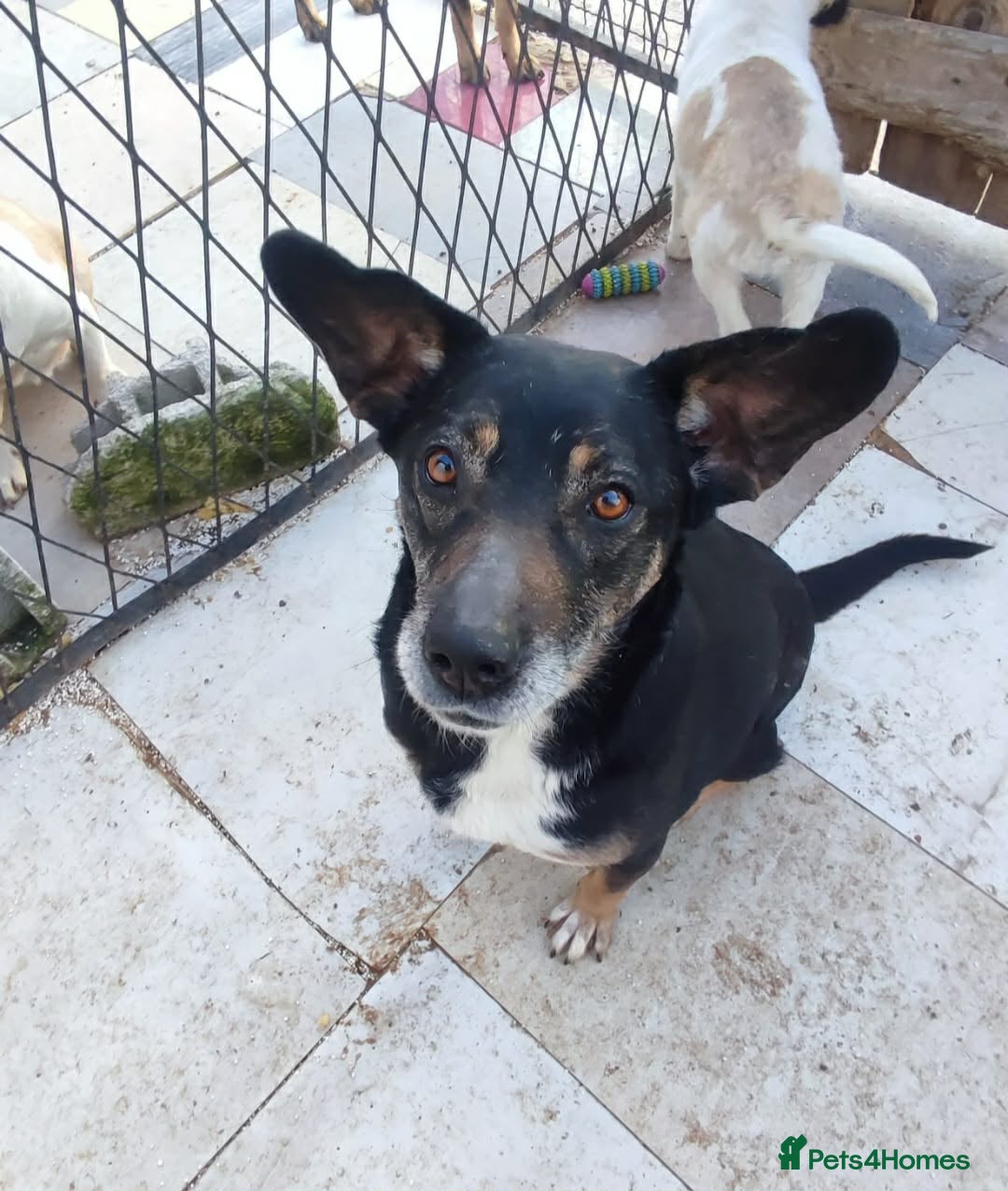 Mixed Breed dogs Masha 7- years old Macedonian Rescue - Advert 1