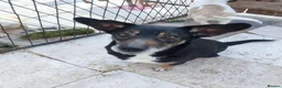 Mixed Breed dogs for adoption: Masha nine years old Macedonian Rescue - Advert 5