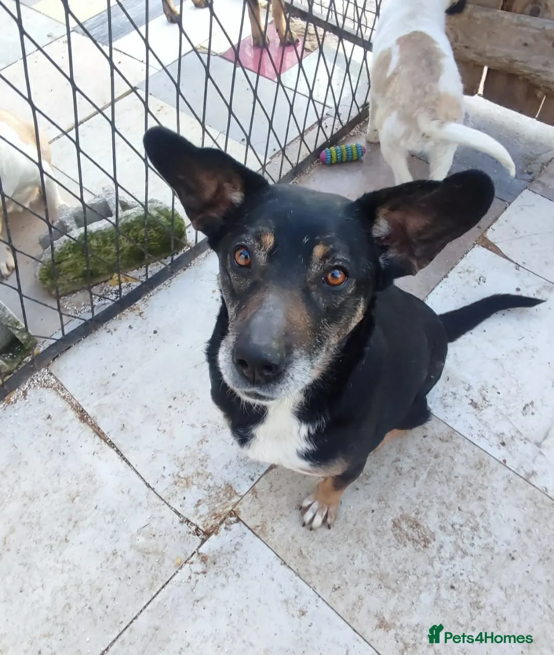 Mixed Breed dogs for adoption: Masha nine years old Macedonian Rescue - Advert 2