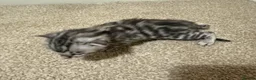 Bengal cats for sale: 4 bengal kittens  - Advert 11