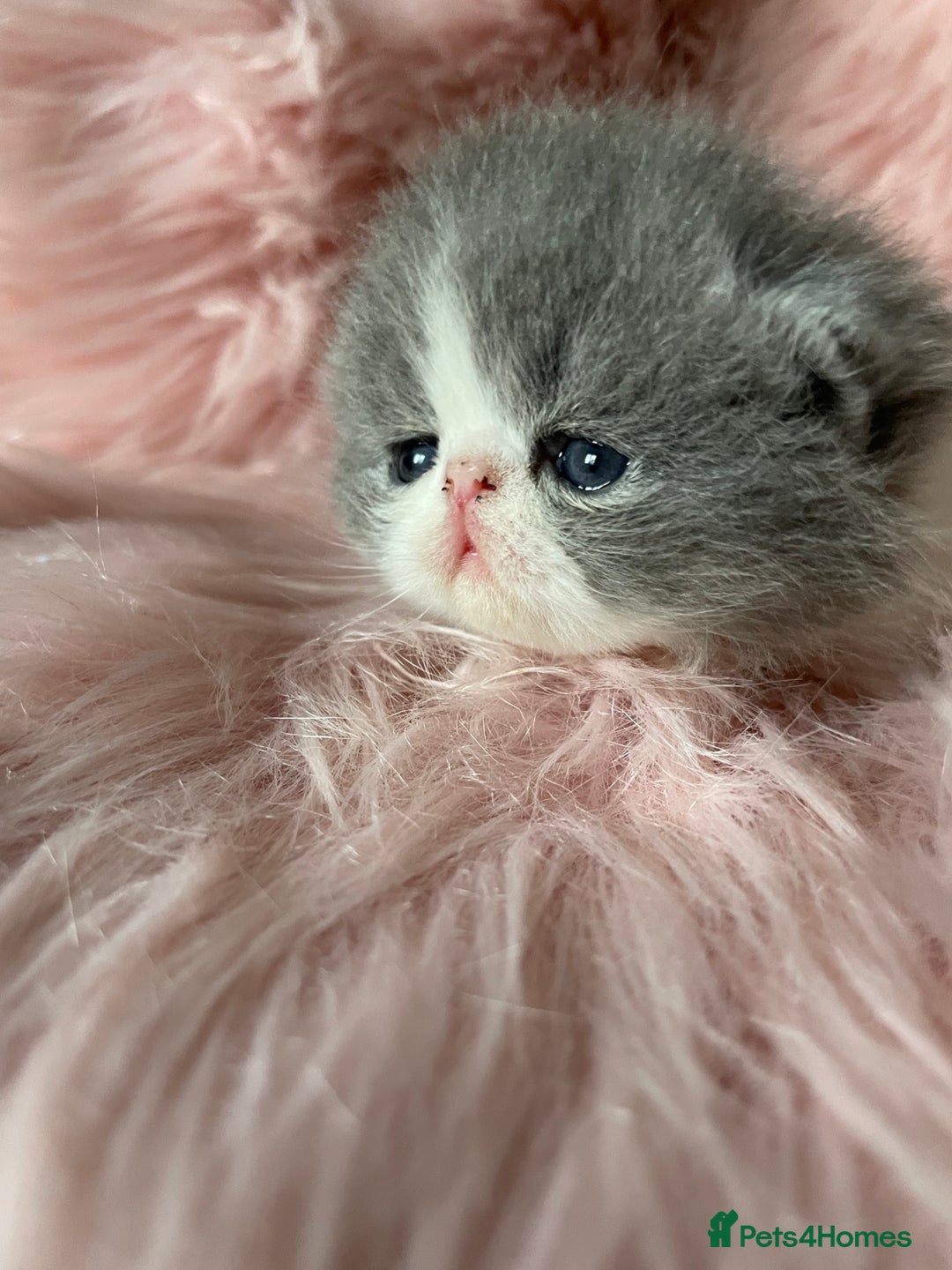 Exotic cats for sale: 🔥GCCF EXOTIC KITTENS READY DECEMBER  **  - Image 6