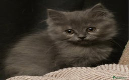 Persian cats for sale: Persian  - Image 9