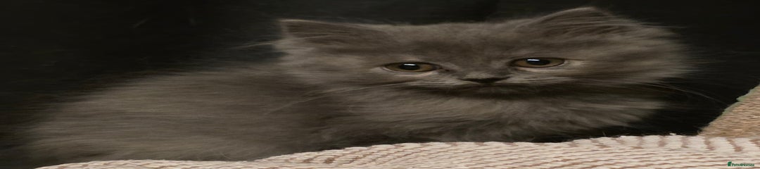 Persian Kitten 7