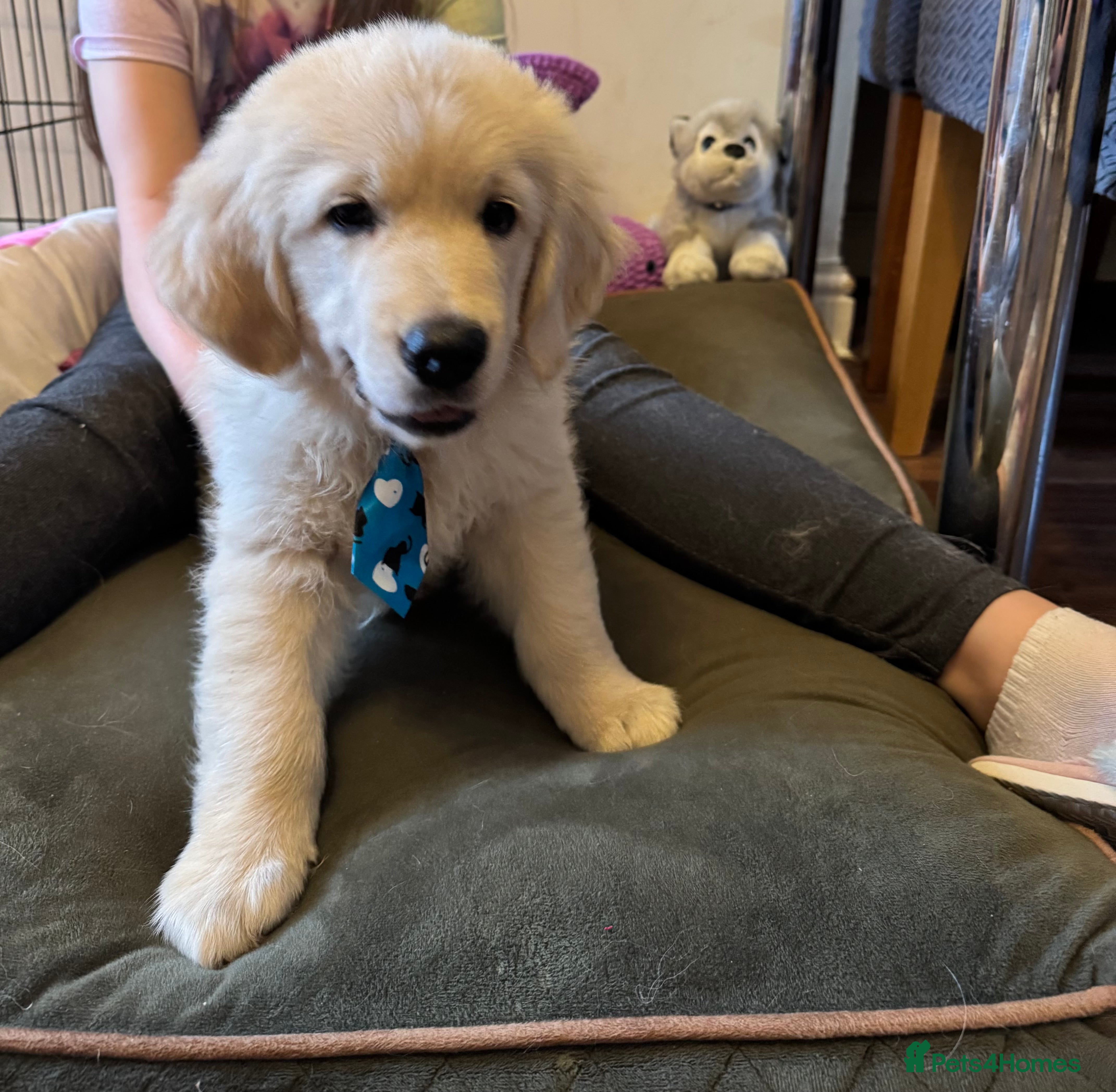 Golden Retriever dogs Beautiful Golden Retriever puppies KC - Advert 6