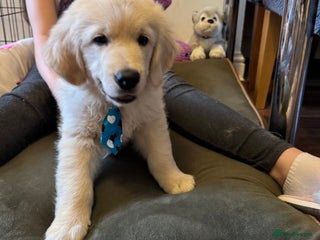 Golden Retriever dogs Beautiful Golden Retriever puppies KC - Advert 6