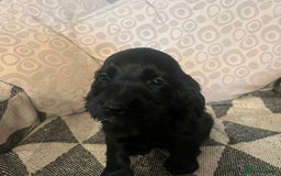 Cocker Spaniel dogs for sale: Cocker Spaniels  - Image 10
