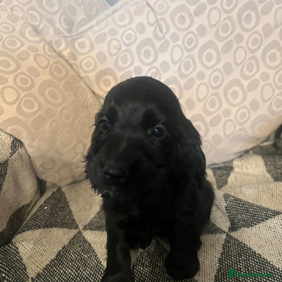 Cocker Spaniel dogs for sale: Cocker Spaniels  - Image 10