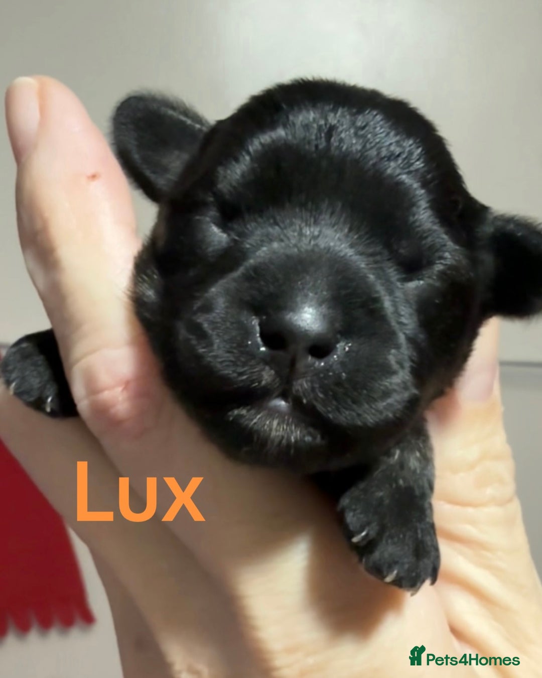 Mixed Breed dogs for sale: F1 Schnoodle Puppies all girl Litter ready March  - Advert 11