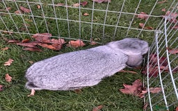 Mini Lop rabbits for sale: Adorable Coco - female Mini Lop - Advert 4