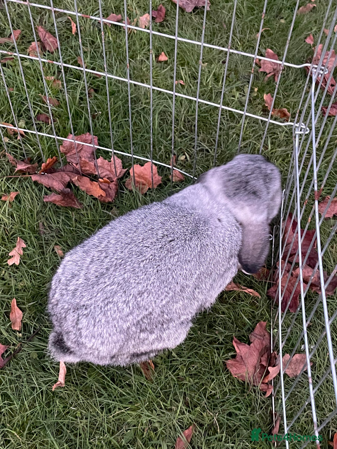 Mini Lop rabbits for sale: Adorable Coco - female Mini Lop - Advert 4