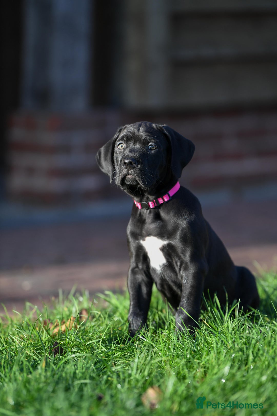 Cane Corso dogs for sale: Cane Corso pups  - Advert 3