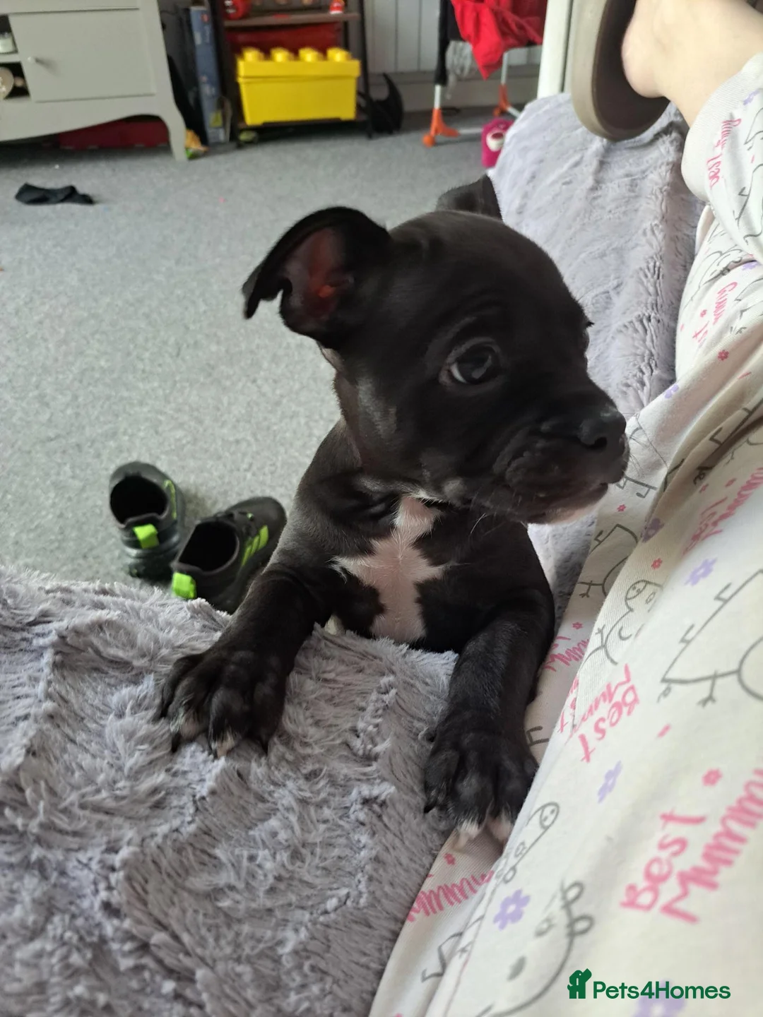 Staffordshire Bull Terrier dogs for sale: Last female staffy - Advert 2