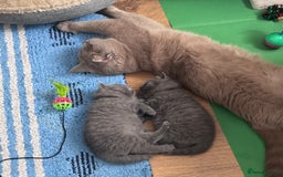British Shorthair cats for sale: Beautiful Active Male Kitten for Sale – Blue - Image 11