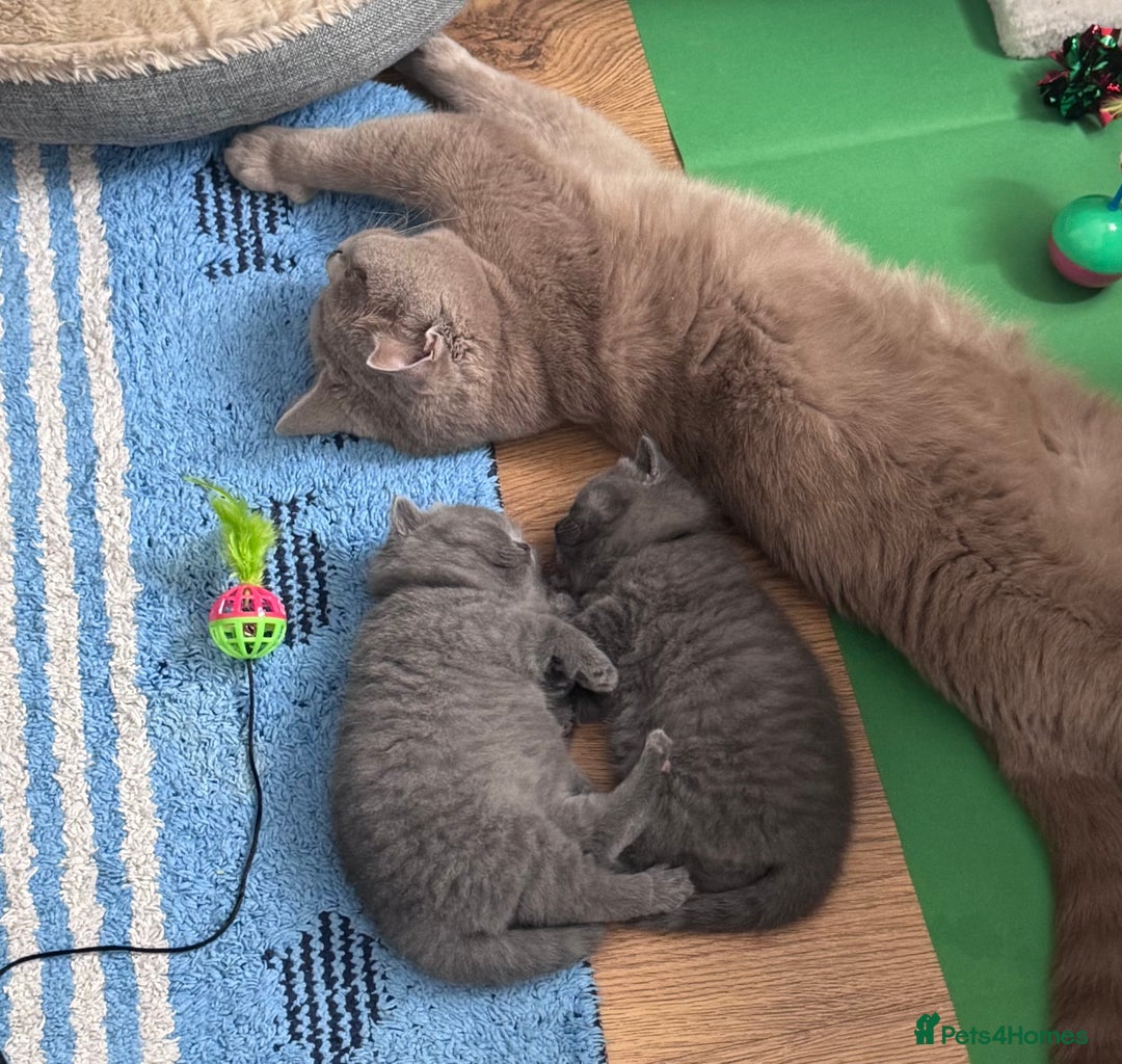 British Shorthair cats for sale: Beautiful Active Male Kitten for Sale – Blue - Image 11