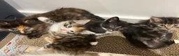 Domestic Shorthair cats for sale: 5 adorable playful kittens - Advert 10
