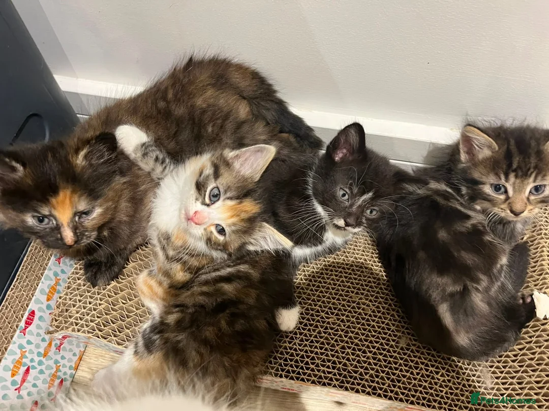 Domestic Shorthair cats for sale: 5 adorable playful kittens - Advert 10