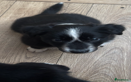 Border Collie dogs for sale: Maeve Border collie puppy  - Image 5