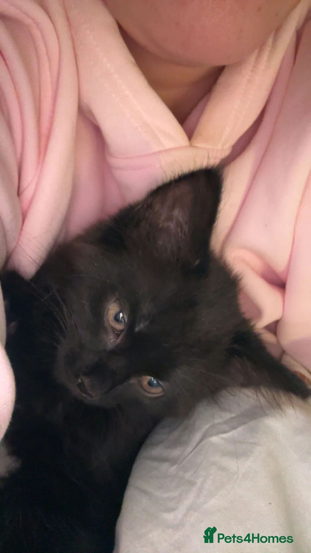Mixed Breed cats for sale: Female kitten  - Advert 4