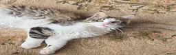 Maine Coon cats for sale: Beautiful Mainecoon kittins to sale - Advert 4