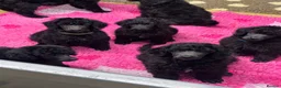 Standard Poodle dogs for sale: STANDARD POODLE PUPPIES FULLY TESTED PARENTS  - Advert 22