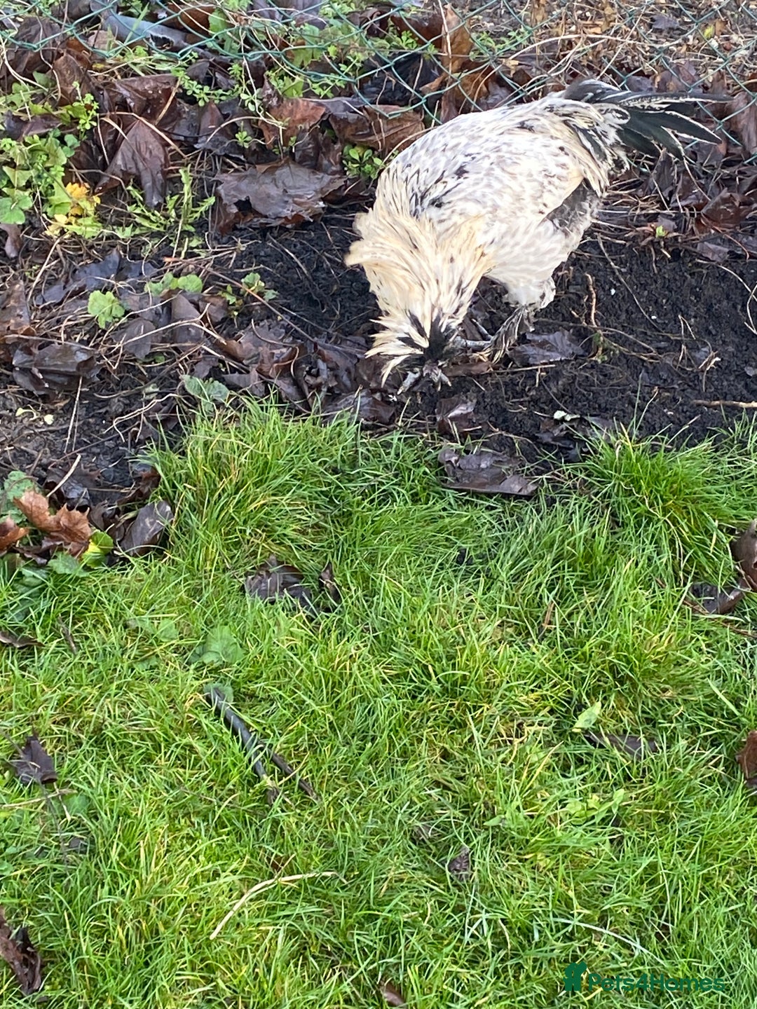 Chickens poultry for sale: Male chicken for sale - Advert 4