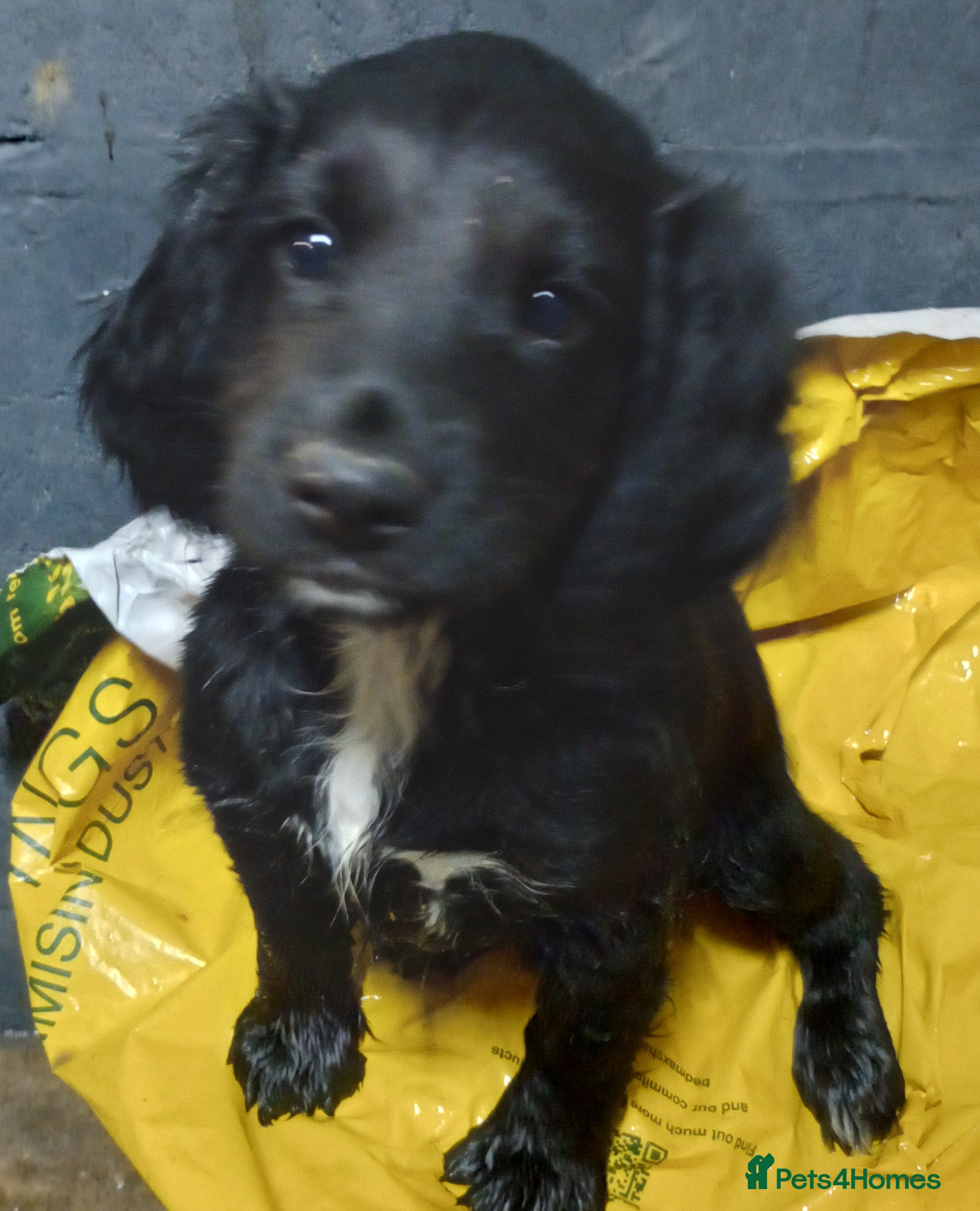 Cocker Spaniel dogs Black - Working Cocker Spaniels READY NOW - Advert 10