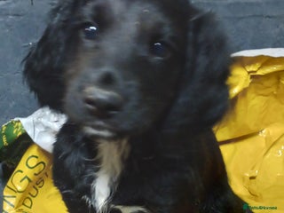 Cocker Spaniel dogs Black - Working Cocker Spaniels READY NOW - Advert 4