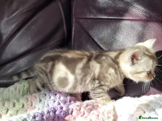 British Shorthair cats 1x british shorthair boy - Advert 9