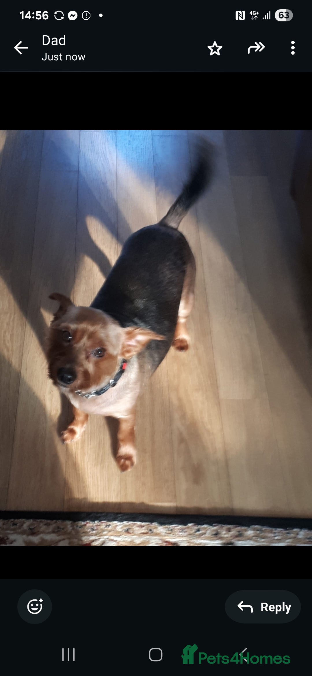 Yorkshire Terrier dogs for sale: Yorkshire terrier lovly temperament  - Image 1