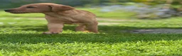 Labrador Retriever dogs for sale: KC registered Labours Fully vaccinated  - Advert 10
