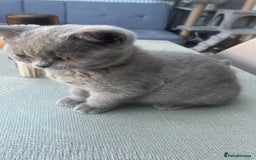 British Shorthair cats for sale: 4 Adorable Kittens are looking for new homes  - Image 19
