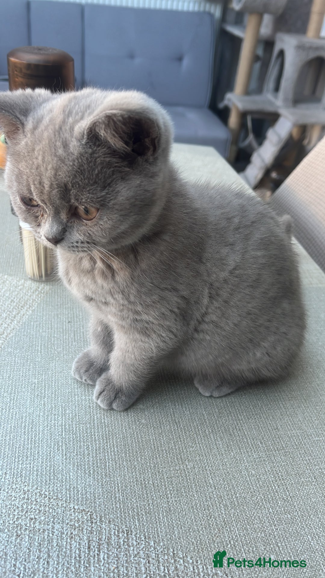 British Shorthair cats for sale: 4 Adorable Kittens are looking for new homes  - Image 19