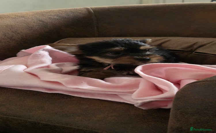 Yorkshire Terrier dogs - Advert 6