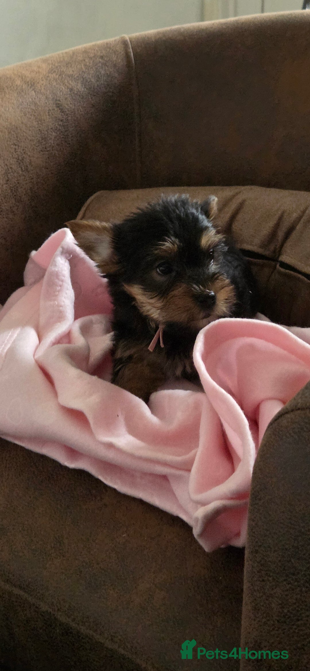 Yorkshire Terrier dogs for sale: 1 boy and 3 girl  Yorkshire terrier puppies  - Image 2