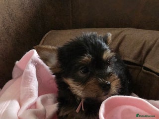 Yorkshire Terrier dogs - Advert 2