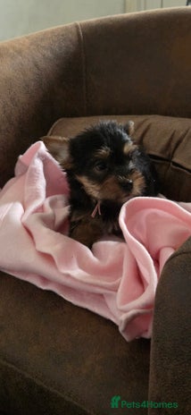 Yorkshire Terrier dogs - Advert 14