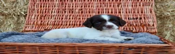 English Springer Spaniel dogs for sale: 1 boy left. Heath Tested Springer Spaniel Pups - Advert 36