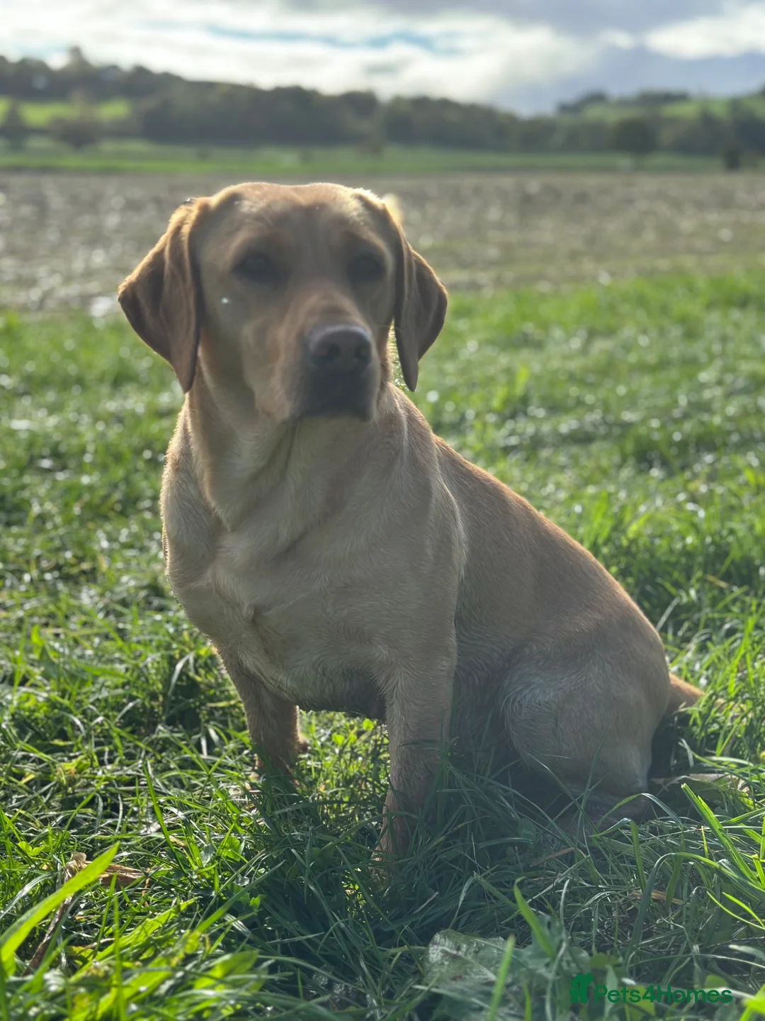 Labrador Retriever dogs for sale: Black KC working Labrador puppies - Advert 9
