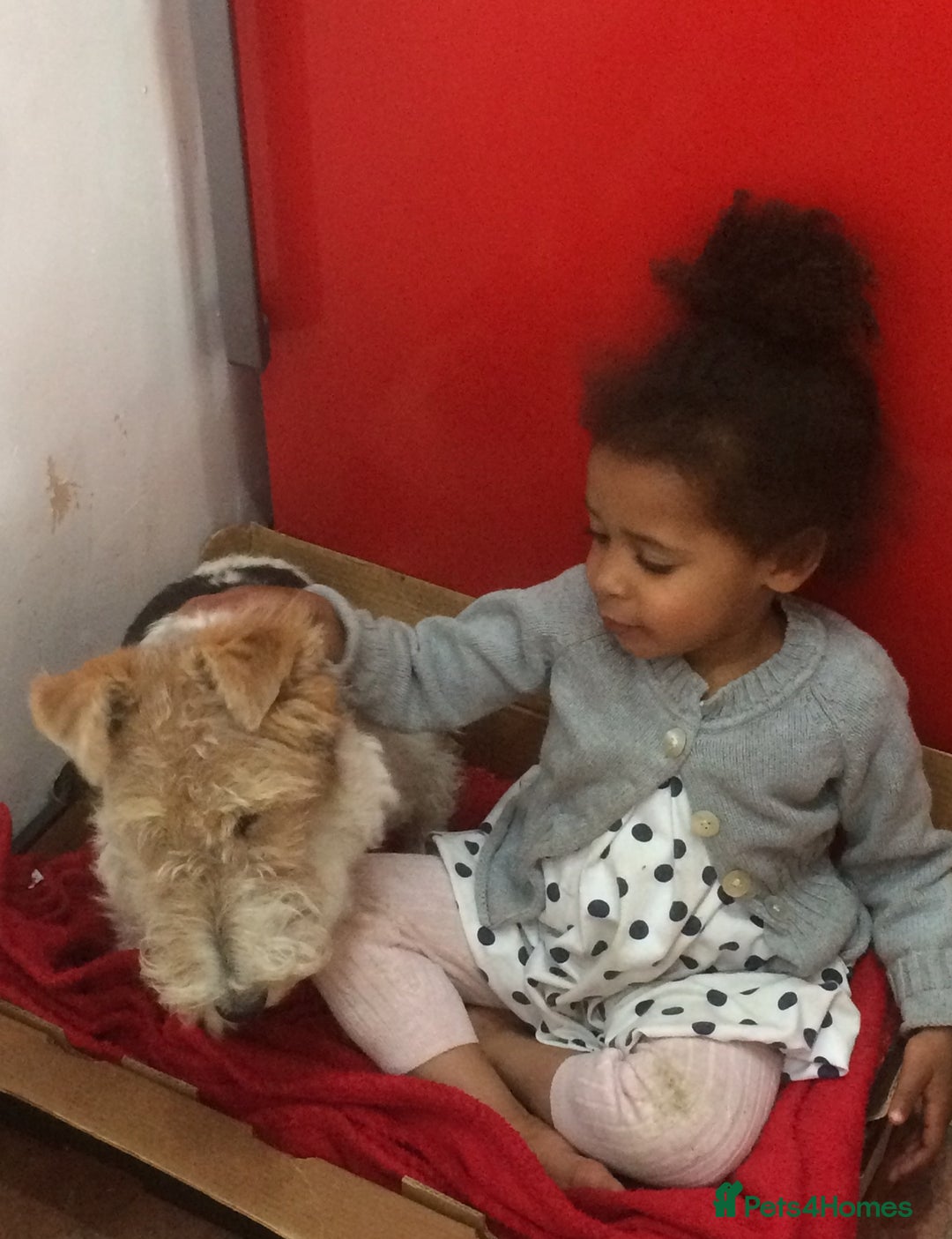 Fox Terrier dogs for sale: Wire Haired Fox Terrier Puppies - Image 2