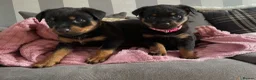 Rottweiler dogs for sale: Beautiful Rottweiler puppies ready now in Dartford - Advert 1