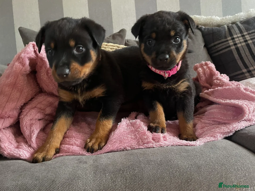 Rottweiler dogs for sale: Beautiful Rottweiler puppies ready now in Dartford - Advert 1