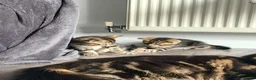Norwegian Forest Cat cats for sale: Norwegian forest cat mixed - Advert 4