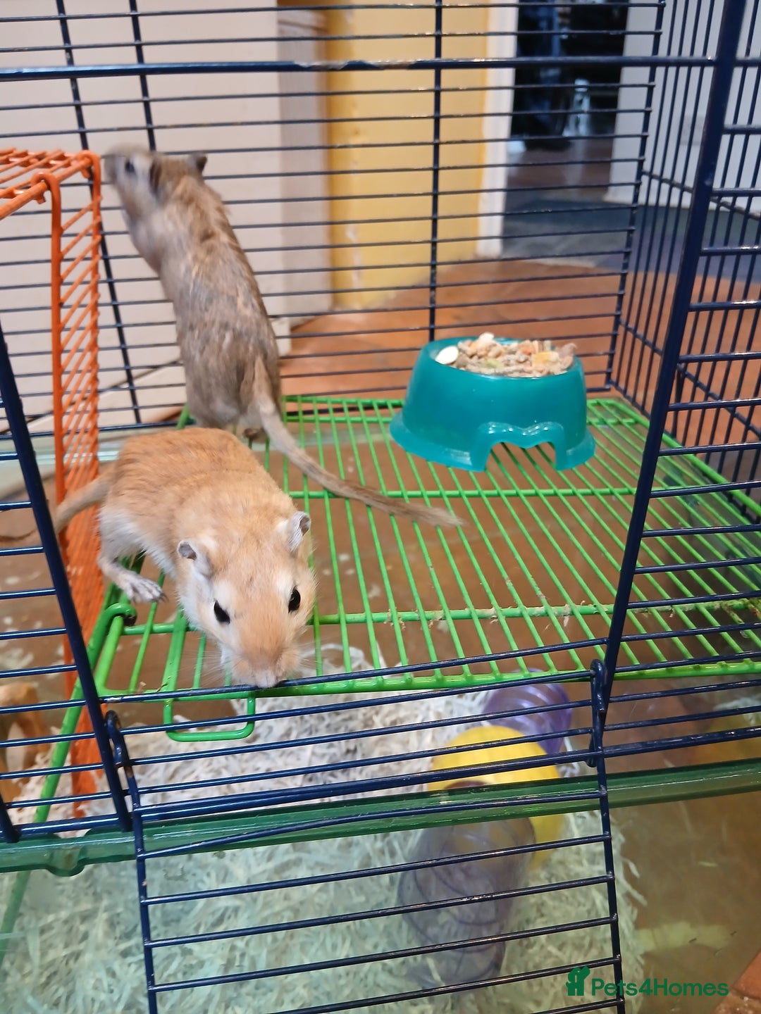 Gerbil rodents for sale: Pair of gerbils  - Image 2