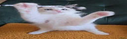 Ragdoll cats for sale: Show quality babies ready now - Advert 10