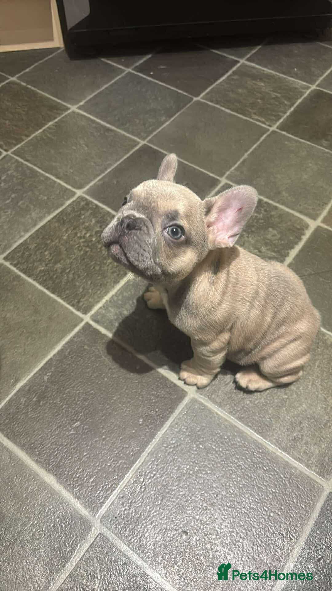 French Bulldog dogs for sale: Lilac bluefawn Frenchbulldog puppies ready to go   - Image 11