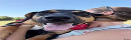 Mixed Breed dogs for adoption: ❤️🐶 PENNY – A HEART FULL OF LOVE & JOY ❤️🐶 - Advert 10