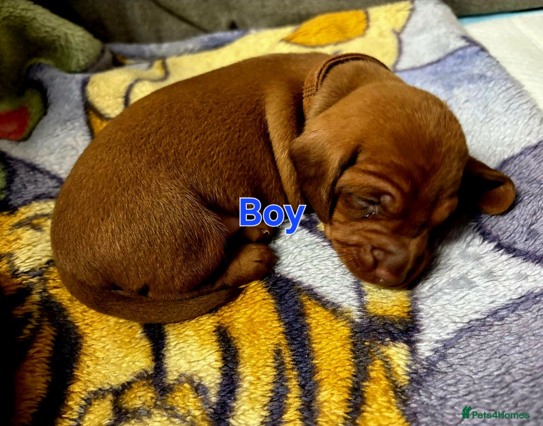 Dachshund dogs for sale: Beautiful Miniature Dachshund - Advert 6