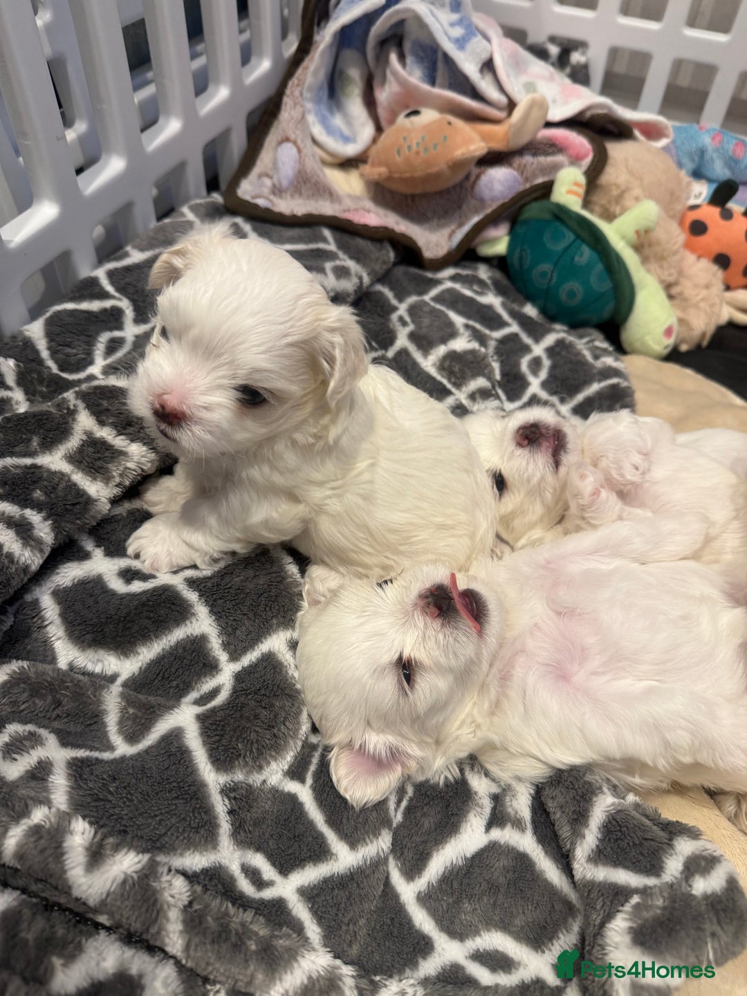 Maltese dogs for sale: Beautiful half Korean Kc reg Maltese  - Image 2